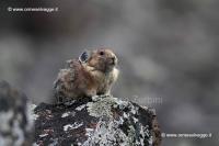 079 Pika IMG 0410